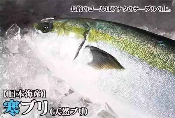 中产阶级海鲜食用指南 日料刺身都有哪些鱼 上 腾讯新闻