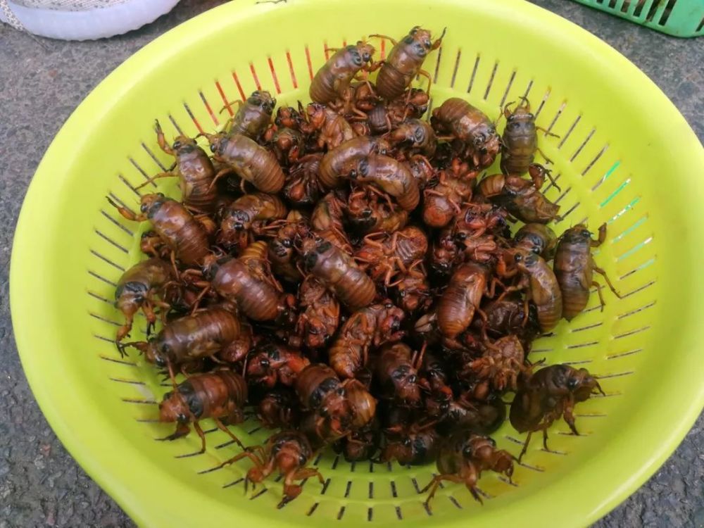 永城爬拉猴开始上市了!这价格能把人吓哭