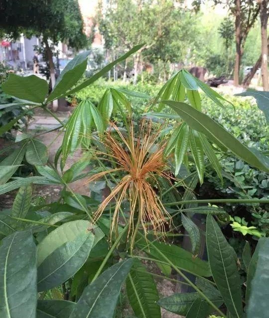 如果是在露臺庭院裡,植株還可以自然授粉,結出發財樹的果子