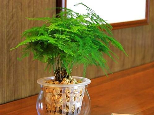 养文竹一月浇1次这种水根叶生长快开成满天星