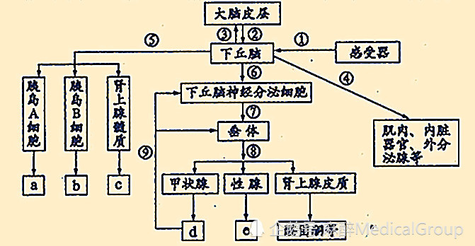 常常听到的肾上腺素飙升是什么意思