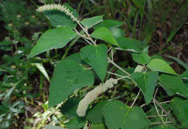 农村这种植物长着毛毛虫看着让人头皮发麻却是上好的药材