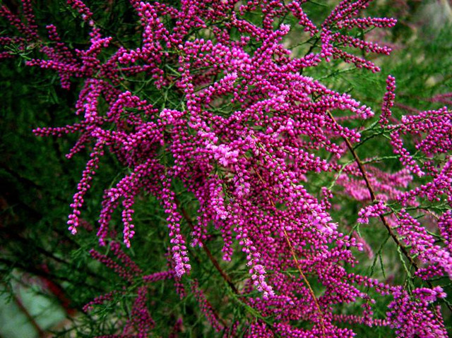 蚂蚁森林新上线的红柳比花棒还好看你的能量攥够了么