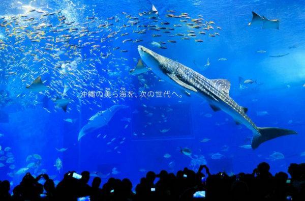 全球10大海洋馆 上海海洋水族馆上榜 你去过游玩过吗