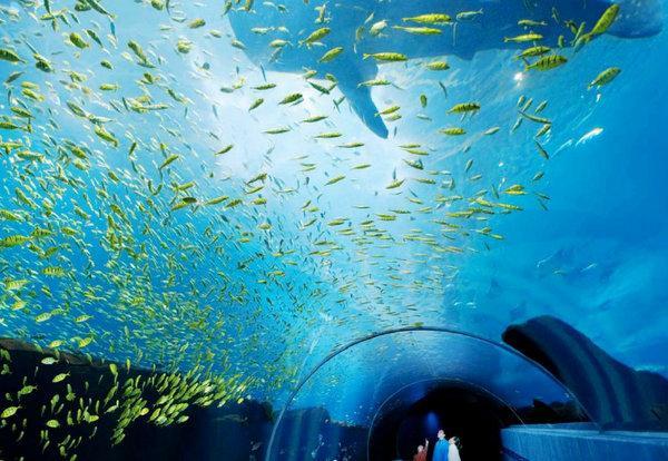 全球10大海洋館上海海洋水族館上榜你去過遊玩過嗎