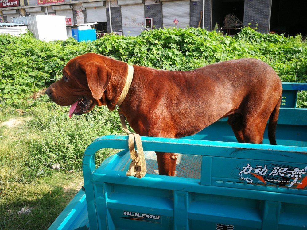 东北虎宠物犬被卖做肉狗 狗狗发现自己被卖 不知所措