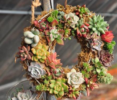 高温天气多肉 穿裙子 土培改变这2点 有利长出 好姿态 腾讯网