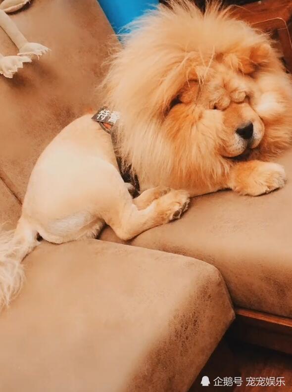 宠物与生活-一只“狮子”趴在沙发上，主人叫一声旺旺，立马被识破