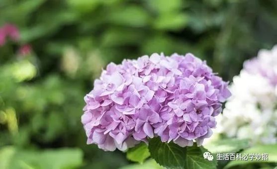 第一次养绣球花 这样修修剪剪 花叶会更繁茂 开花满盆不是梦