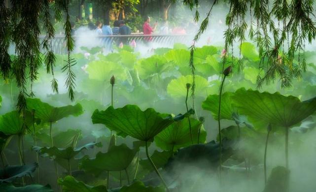 镜湖三百里 菡萏发荷花 佛山亚艺公园荷花 百看不厌 腾讯网