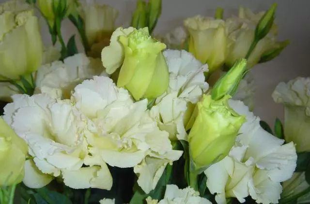 养洋桔梗花 做好这2件事 才能爆盆开花满枝