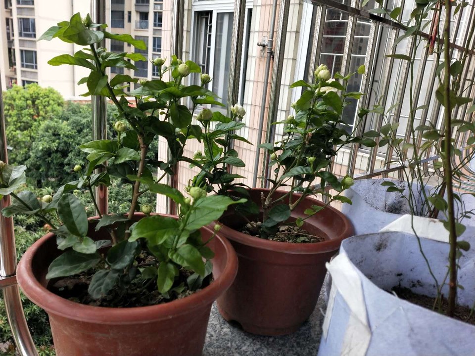 茉莉花僵苗的2大祸端 很多人都中招 养一盆坏一盆