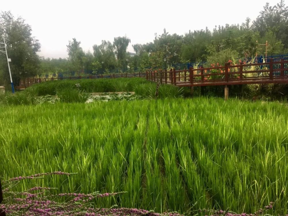早晨8点半,一行人驱车前往盘龙区阿子营街道甸头村委会.