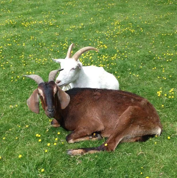 这是我见过的卡点卡得最准的鹦鹉!