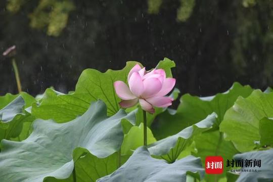 语闻成都丨川西草木物候记 枸酱 一场拐枣引发的战争