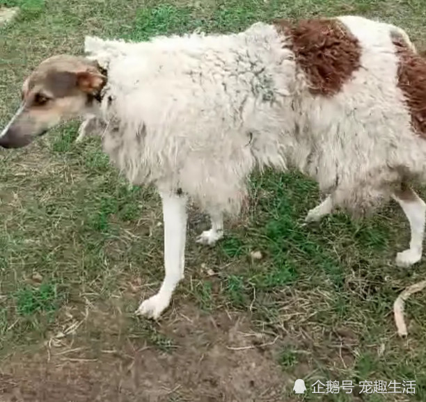 路上遇到一只怪羊长了一个狗头走到正面一看原来如此
