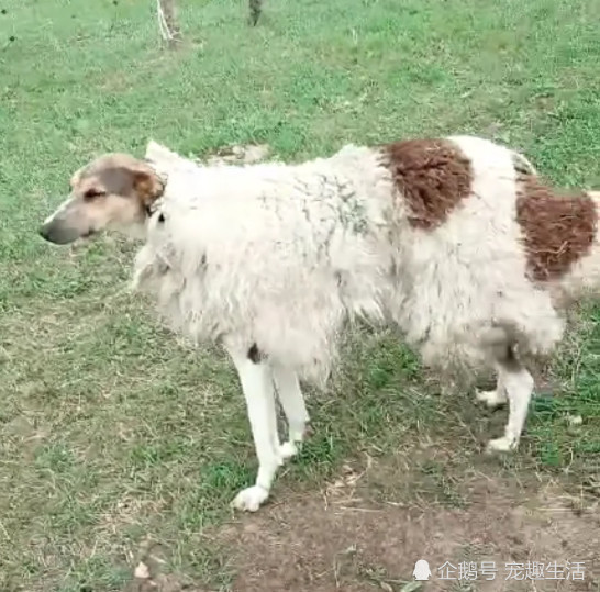 路上遇到一只怪羊 长了一个狗头 走到正面一看 原来如此