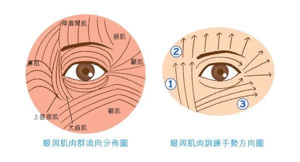 第一步:沿鼻翼经鼻肌到眉心第二步:由降眉肌经额肌到发际横向移至颞肌