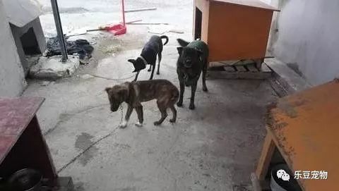 灵性狗狗自己找家 在码头呆坐一小时 只为等来爱它的人