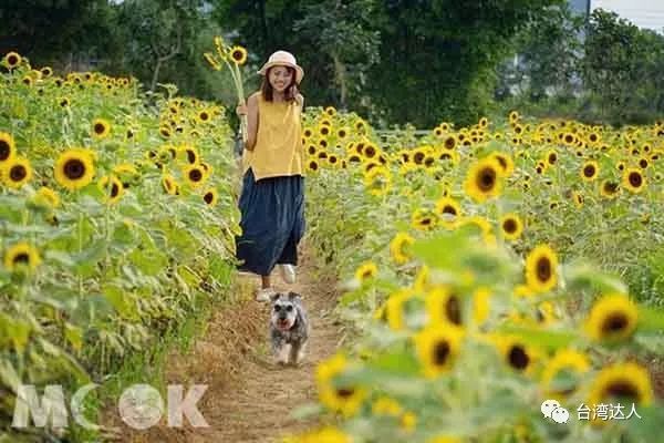 近两万坪壮观花海灿烂向日葵盛开美哭 腾讯网