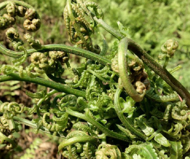 過去山上的蕨菜隨處可見,農民說有毒不敢吃,如今卻一株難求