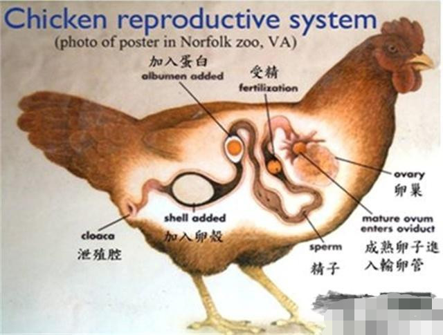 人工养殖环境下的母鸡,由于人类特意的培育,使蛋鸡有极高的产蛋率