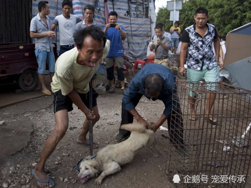 韩国政府霸气举措!关闭国内最大狗肉市场,爱犬人士呐喊,致谢!