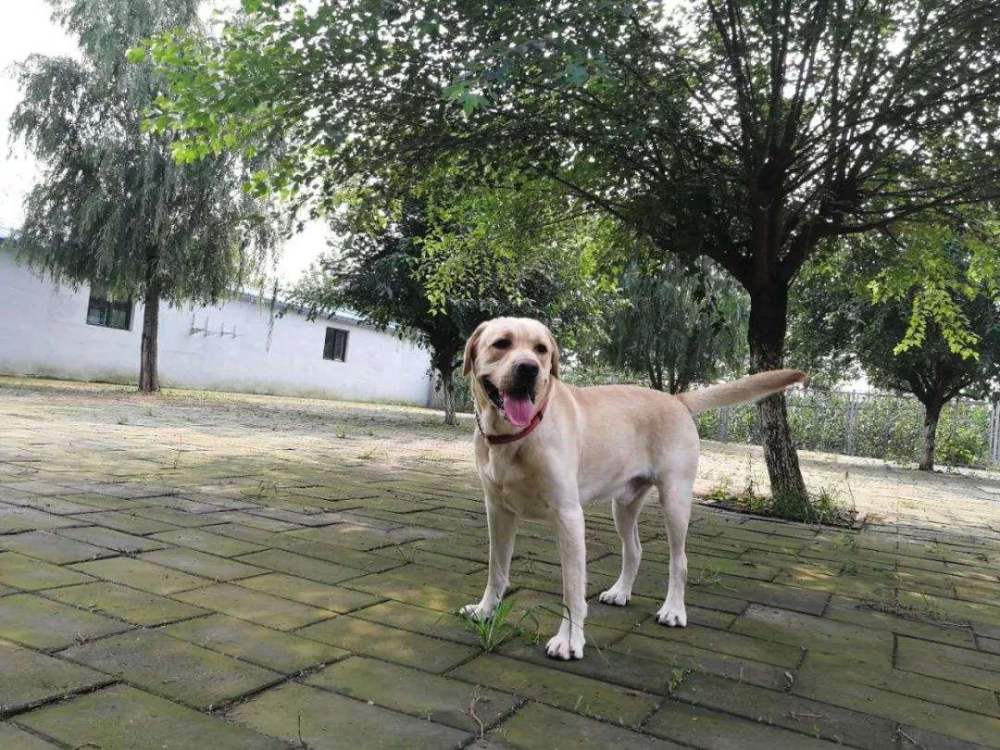 遛狗时狗总咬陌生人怎么办?这三个办法让狗狗