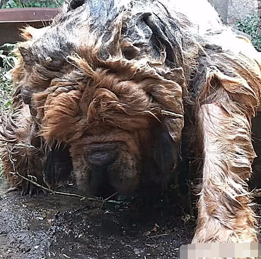 院子里找不到狗狗 水缸里突然爬出一怪物 正准备逃走发现蹊跷