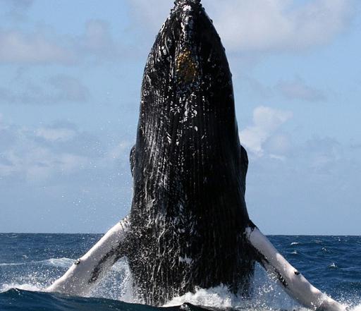 巨型鲸鱼连续跃起30多次,原来是天生旅行家,怪不得体力这么好