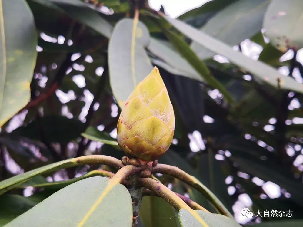 植物的芽按功能可以分为花芽和叶芽,按是否有鳞片包裹又可以分为鳞芽
