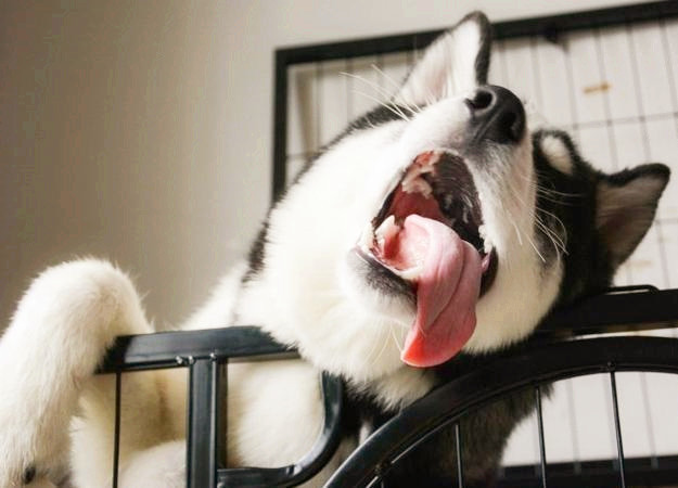 狗为什么伸舌头图片