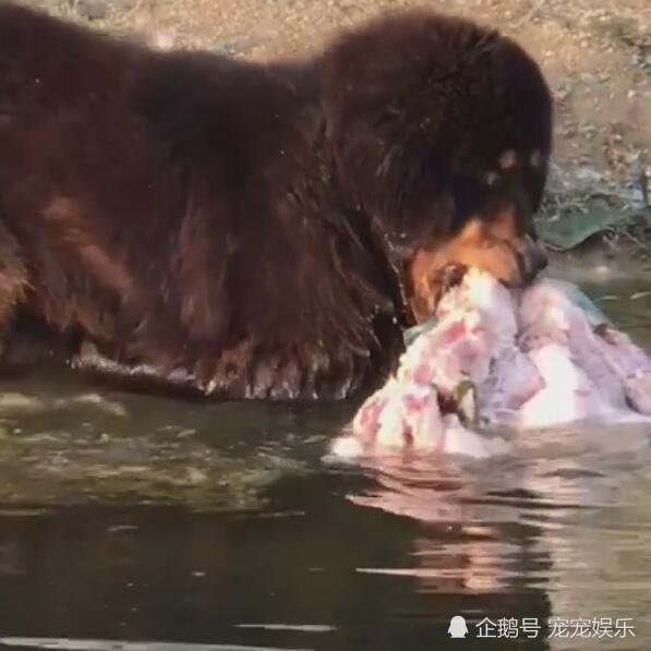 主人把冻肉扔进水里 藏獒急忙拉上来 怕肉被冲走