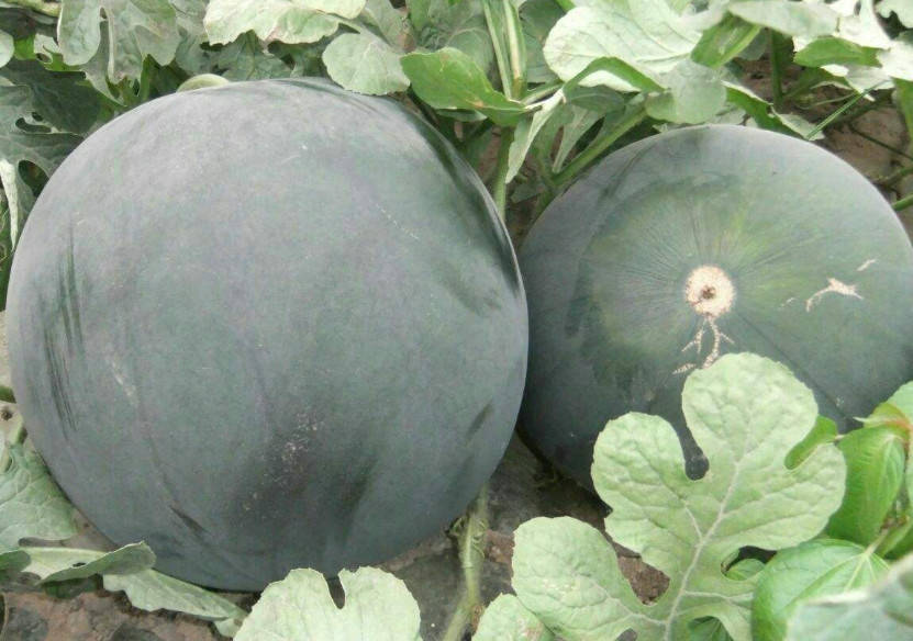 曾火遍全国的黑皮西瓜,现在为何看不到了?老农:可别提了!