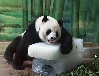 武汉动物园5000平米豪宅迎接大熊猫“春俏”和“胖妞”