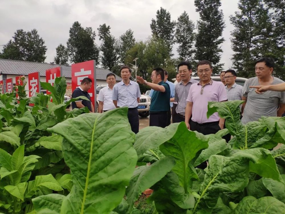 省烟草专卖局党组成员,副总经理肖瑞一行到我县调研烟叶生产情况