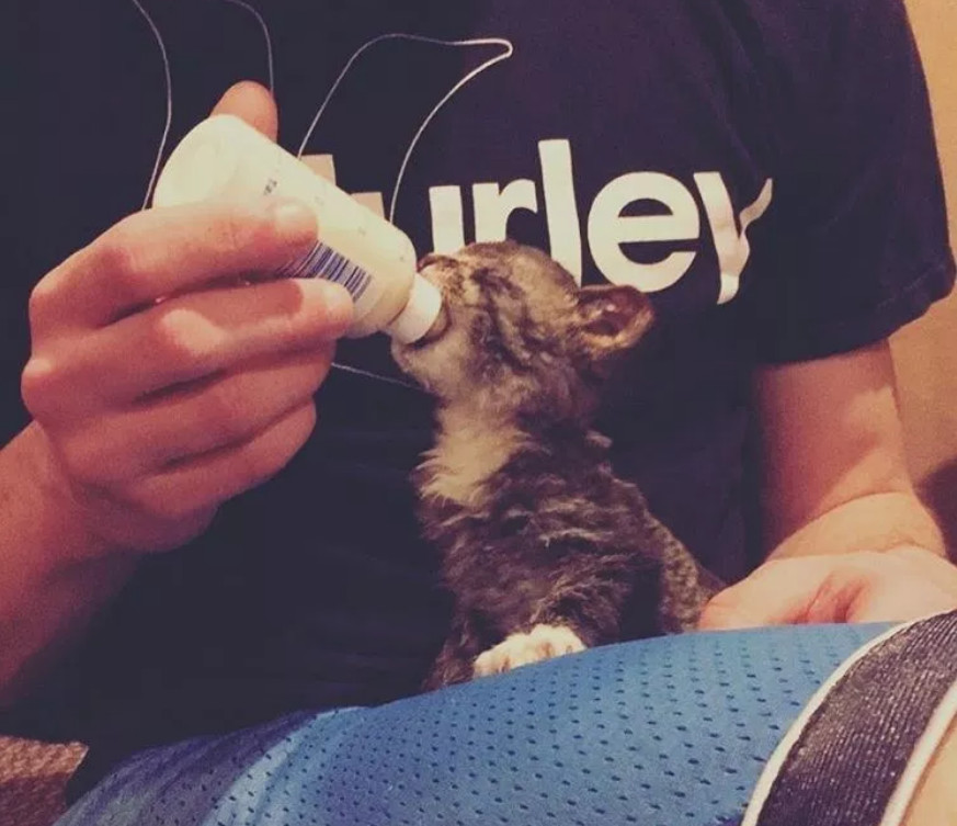 房屋失火烧伤流浪小猫，3天后才被小伙偶然发现，因祸得福有了家