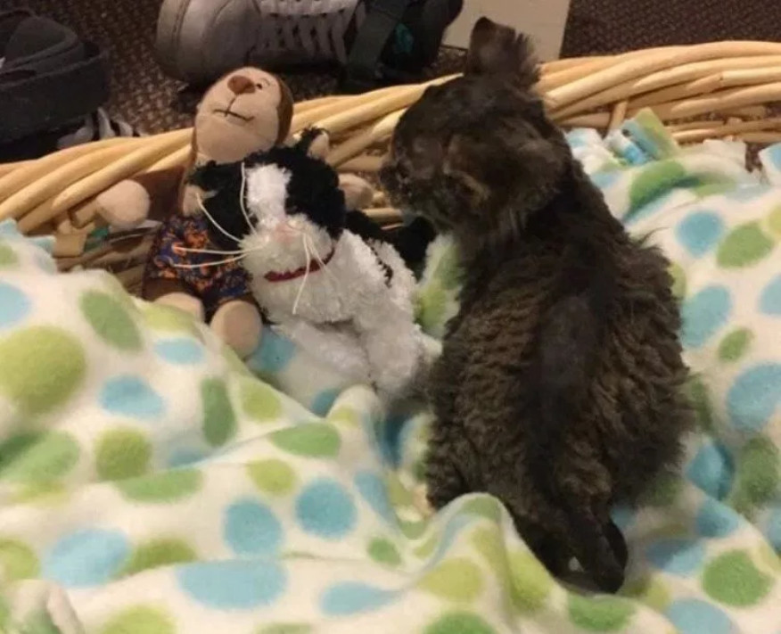 房屋失火烧伤流浪小猫，3天后才被小伙偶然发现，因祸得福有了家