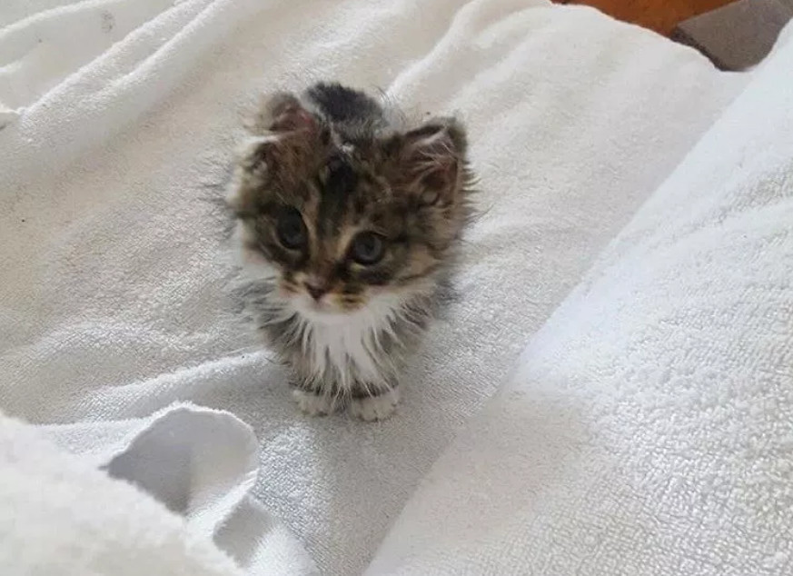 房屋失火烧伤流浪小猫，3天后才被小伙偶然发现，因祸得福有了家