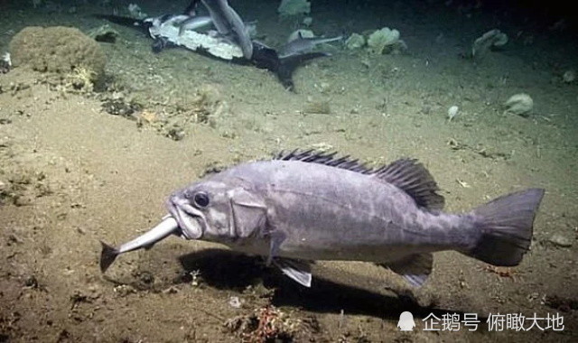 鯊魚在深海瘋狂進食時被巨大的