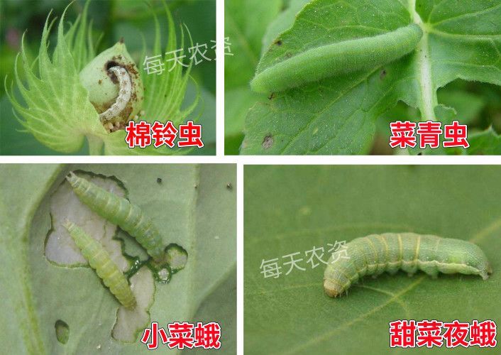 这个月虫情严重 虫螨腈高效防虫 关键要点