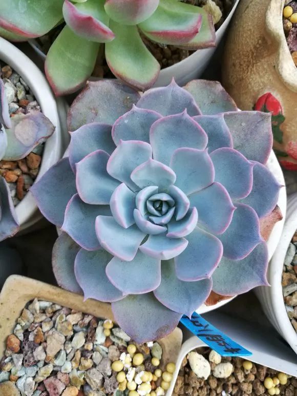 新手养多肉 选10种超级大普货 皮实好养 你家至少有2种