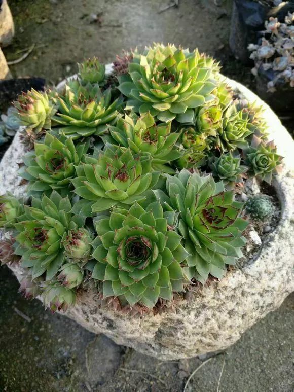 5种多肉像 小强 很难养死 越养越多 腾讯新闻