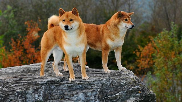 柴犬的脸特别尖 并不是串串 柴犬有两种脸型 圆脸和尖脸 腾讯新闻