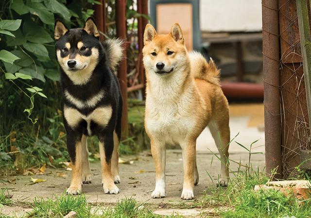 腾讯内容开放平台