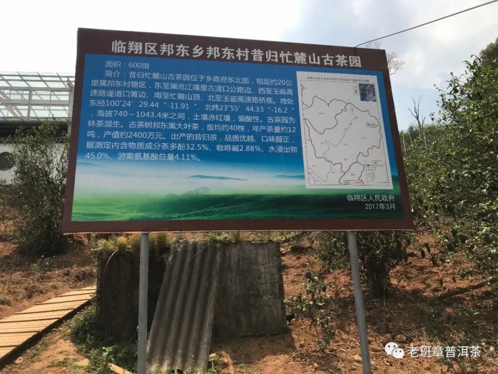 小编拍摄的昔归古茶山的超大叶种叶片,和西双版纳布朗山超大叶种差不