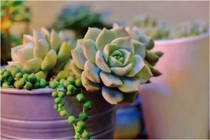 多肉夏天施肥注意事项可真多 一不小心就踩坑 烧根都是常事