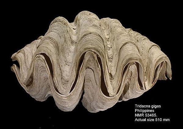 让韩国女明星吃官司的 巨型蛤蜊 到底是个啥