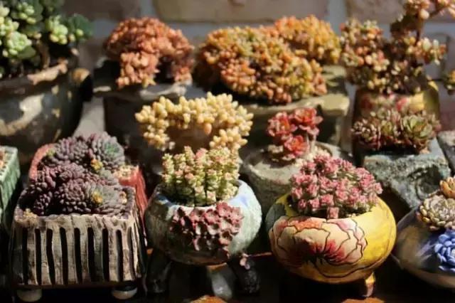 养 多肉 别买什么营养土 出门捡点它 省钱又好用 不担心烂根