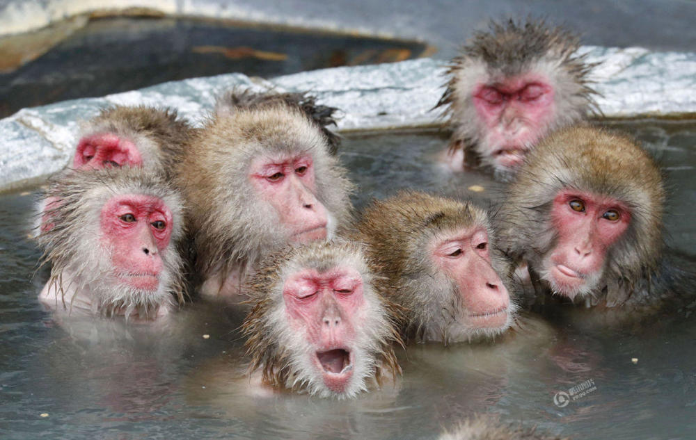 日本猕猴泡温泉送别猴年 表情销魂